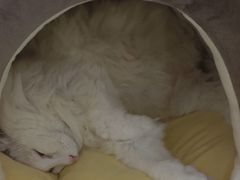-爱侣·安琦尔宠物医院·中兽医针灸·心内科·狂犬免疫点(宝山区院)