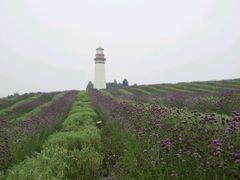 -紫颐香薰山谷景区