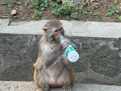 -六广门毛阿姨糯米饭