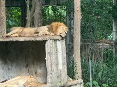 -清迈夜间动物园