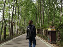 -合肥滨湖国家森林公园