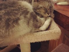 -猫色咖啡·猫咖