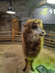 -Zoolung Zoolung动物主题公园(海信广场店)