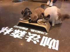 -咖法森林·咖啡  酒吧(天河店)
