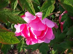 -曹州百花园