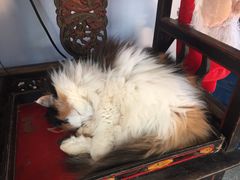 -Anne猫窝咖啡屋