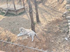 -石家庄市动物园