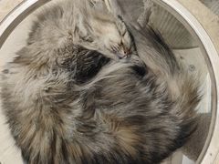 -安格丽娜·狗咖·猫咖羊驼咖(春熙路百盛商场店)