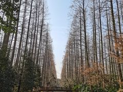 -东平国家森林公园