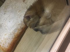 -屋虎猫馆(宝安大仟里店)