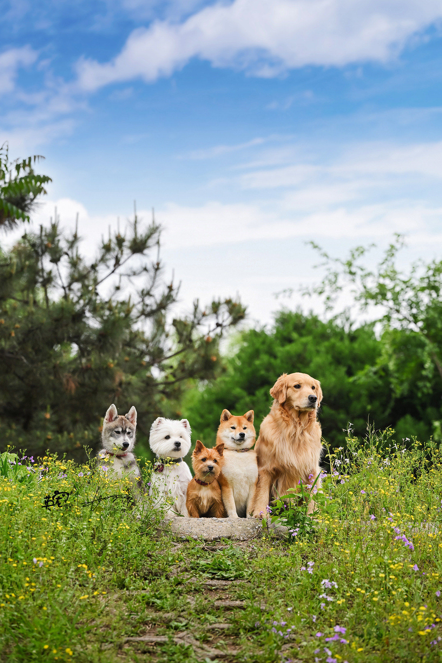 旺财一家的狗狗们现身说法!