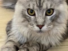 -滚猫咖啡·猫咖·猫友好撸猫(未来城店)