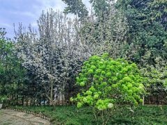 -森居forest休闲咖啡聚集地