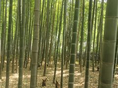 -树山生态村
