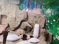 -广州长隆野生动物世界