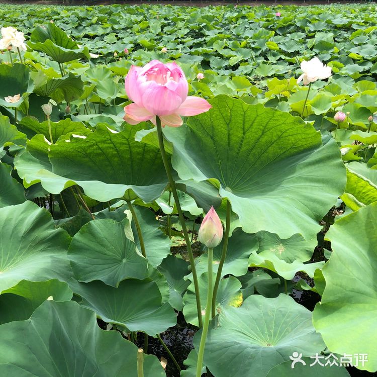 苏州游玩｜端午去哪玩｜荷塘月色