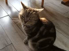-海边的猫和咖啡馆