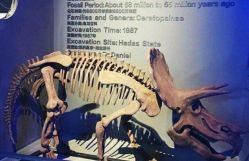 -恐龙探索乐园(磁器口店)