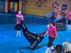 -烟台海昌鲸鲨海洋公园