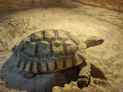 -Zoolung Zoolung动物主题公园(海信广场店)