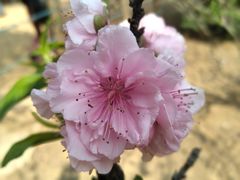 -南国桃园旅游度假区