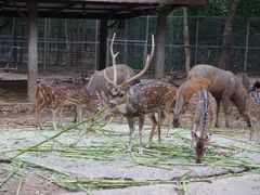 -清迈夜间动物园