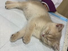 -宠爱国际动物医院·消化内科·心肾内科·ISFM猫友好(望京店)