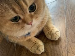 -蓝鲸·缅因猫舍