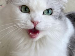 -怪兽屋·羊驼·猫咖·狗咖(俊华广场店)