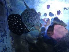 -暹罗海洋世界