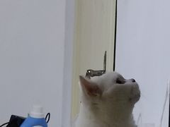 -佳雯宠物医院·皮肤科·内外科(春晓路分院)