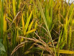 -中国天府农业博览园