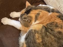 猫猫-隅cafe(傅厚岗店)