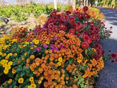 -上海长兴岛郊野公园