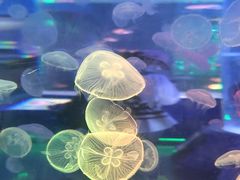 -上海海昌海洋公园