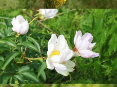 -呼伦贝尔大草原
