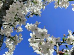 -新虹桥中心花园