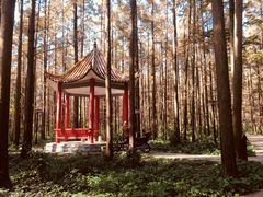 -水杉园