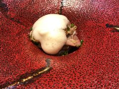 -桐寿司Sushi Tong