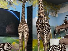 -陕西自然博物馆