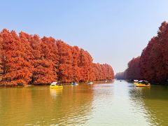 -上海海湾国家森林公园