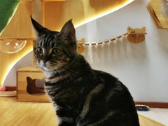 -猫和宫(六道口店)