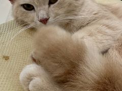 -COLOR PETS 撸猫馆·购猫·猫咖(长风大悦城店)