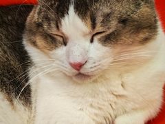 -和它·交个朋友·狗咖猫咖(爱琴海店)