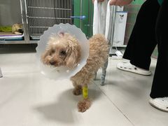 -利又安动物医院··老年病·猫科犬科·中兽医