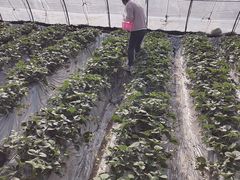 -大自然农场蔬菜草莓采摘园