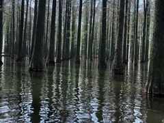-渌洋湖湿地公园