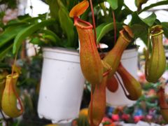 -秦美花卉(天朗·莱茵小城2期店)