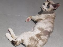 -琪喵猫屋·撸猫猫咖·猫舍