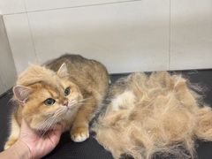 -悠尼宠物·独立低压伊珊娜洗护·美容·寄养(兰谷路店)